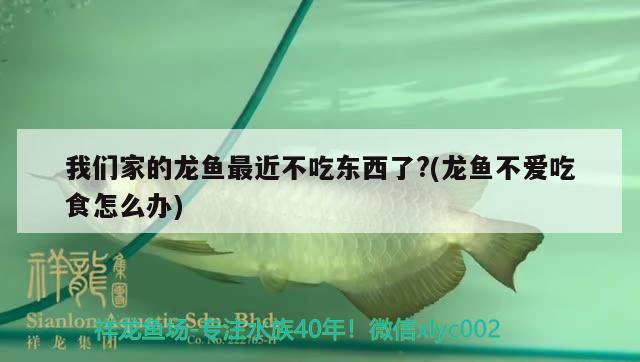 我們家的龍魚最近不吃東西了?(龍魚不愛吃食怎么辦) 觀賞魚