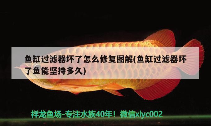 魚缸過(guò)濾器壞了怎么修復(fù)圖解(魚缸過(guò)濾器壞了魚能堅(jiān)持多久) 飛鳳魚苗