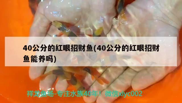 40公分的紅眼招財魚(40公分的紅眼招財魚能養(yǎng)嗎)