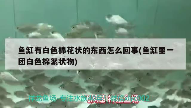 魚缸有白色棉花狀的東西怎么回事(魚缸里一團白色棉絮狀物)