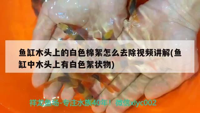 魚(yú)缸木頭上的白色棉絮怎么去除視頻講解(魚(yú)缸中木頭上有白色絮狀物) 巴卡雷龍魚(yú)