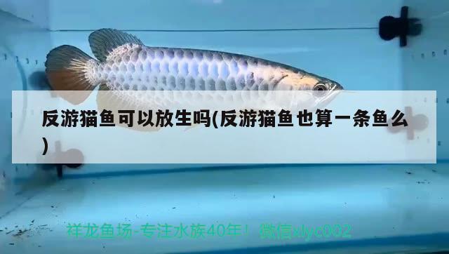 反游貓魚可以放生嗎(反游貓魚也算一條魚么)