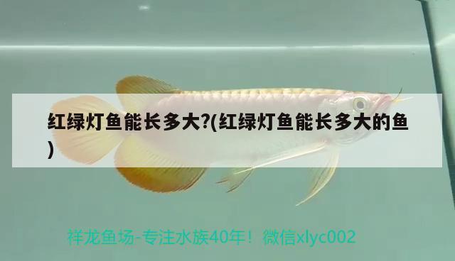 紅綠燈魚能長多大?(紅綠燈魚能長多大的魚)