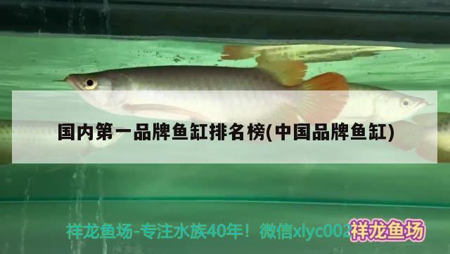 國內(nèi)第一品牌魚缸排名榜(中國品牌魚缸) 斑馬狗頭魚