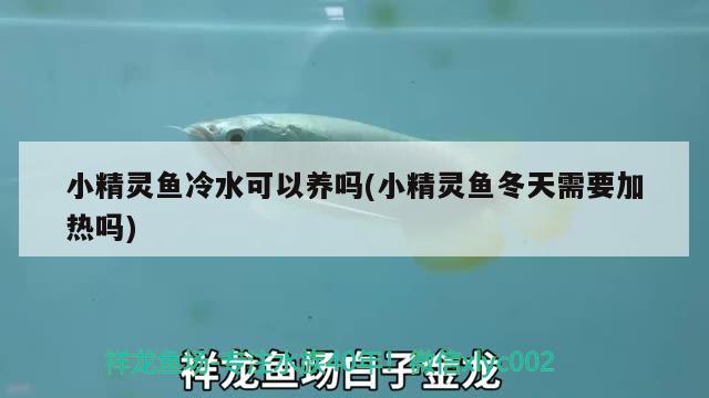 小精靈魚冷水可以養(yǎng)嗎(小精靈魚冬天需要加熱嗎) 觀賞魚