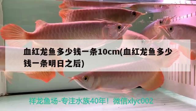 血紅龍魚多少錢一條10cm(血紅龍魚多少錢一條明日之后)