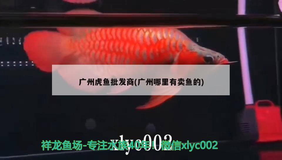 廣州虎魚批發(fā)商(廣州哪里有賣魚的) 虎魚百科