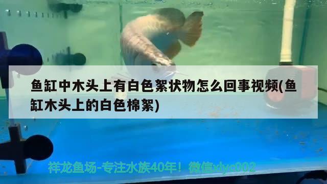 魚缸中木頭上有白色絮狀物怎么回事視頻(魚缸木頭上的白色棉絮)