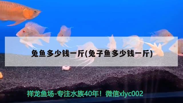 兔魚多少錢一斤(兔子魚多少錢一斤) 觀賞魚