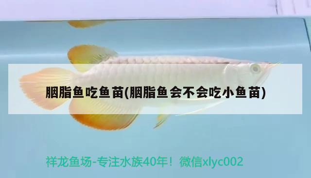 胭脂魚吃魚苗(胭脂魚會(huì)不會(huì)吃小魚苗)