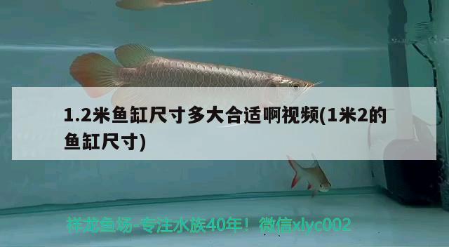 1.2米魚缸尺寸多大合適啊視頻(1米2的魚缸尺寸) 財神鸚鵡魚