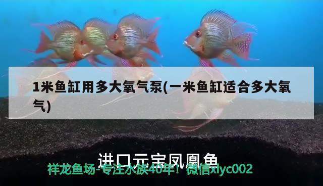 1米魚缸用多大氧氣泵(一米魚缸適合多大氧氣)