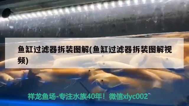 魚缸過濾器拆裝圖解(魚缸過濾器拆裝圖解視頻) 大嘴鯨魚