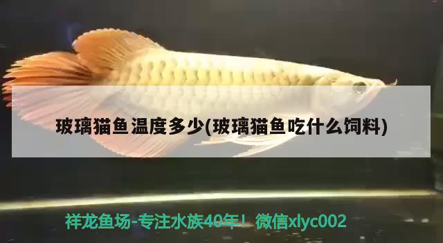 玻璃貓魚溫度多少(玻璃貓魚吃什么飼料)