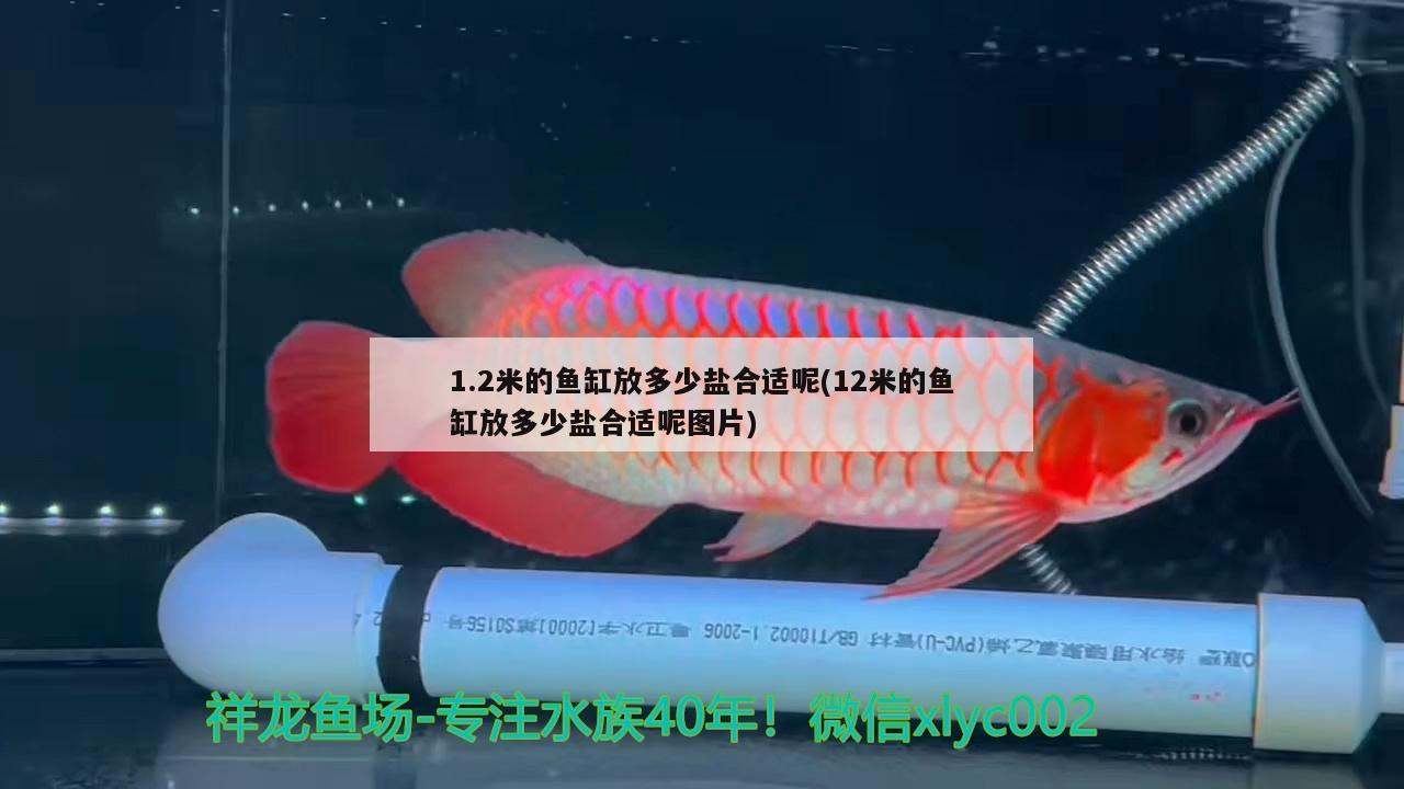 1.2米的魚缸放多少鹽合適呢(12米的魚缸放多少鹽合適呢圖片) PH調(diào)節(jié)劑