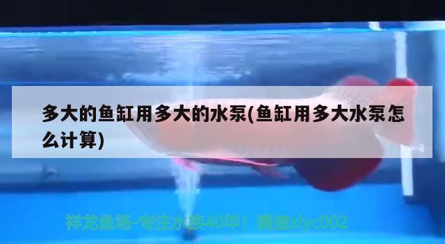 多大的魚缸用多大的水泵(魚缸用多大水泵怎么計算)