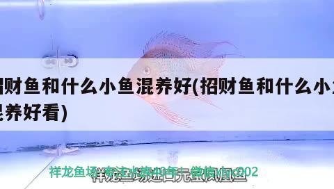 招財(cái)魚和什么小魚混養(yǎng)好(招財(cái)魚和什么小魚混養(yǎng)好看) 觀賞魚