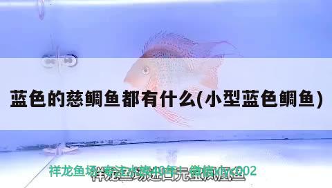 藍(lán)色的慈鯛魚(yú)都有什么(小型藍(lán)色鯛魚(yú)) 觀賞魚(yú)