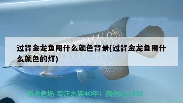 過(guò)背金龍魚用什么顏色背景(過(guò)背金龍魚用什么顏色的燈) 過(guò)背金龍魚