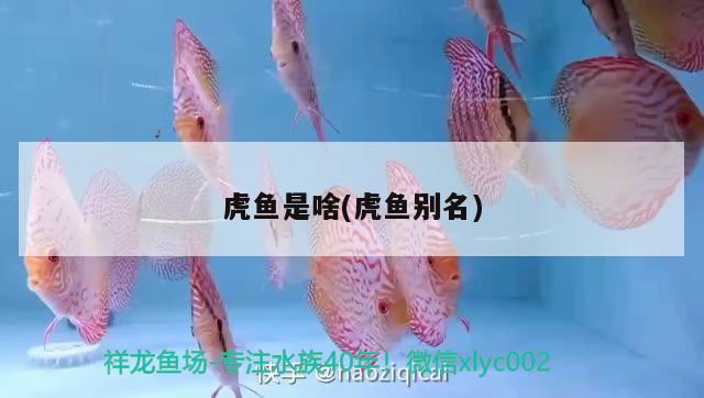 虎魚是啥(虎魚別名) 虎魚百科