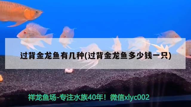 過背金龍魚有幾種(過背金龍魚多少錢一只) 過背金龍魚