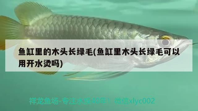 魚(yú)缸里的木頭長(zhǎng)綠毛(魚(yú)缸里木頭長(zhǎng)綠毛可以用開(kāi)水燙嗎)