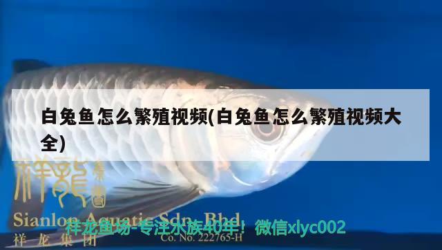 白兔魚怎么繁殖視頻(白兔魚怎么繁殖視頻大全) 觀賞魚