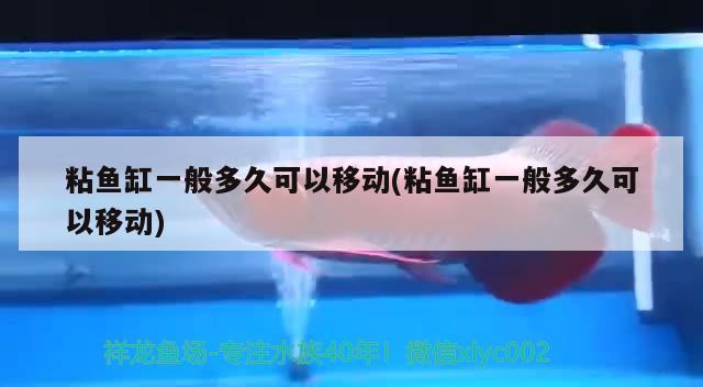 粘魚缸一般多久可以移動(粘魚缸一般多久可以移動)