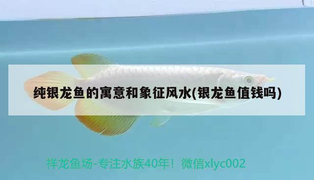 純銀龍魚的寓意和象征風水(銀龍魚值錢嗎) 魚缸風水