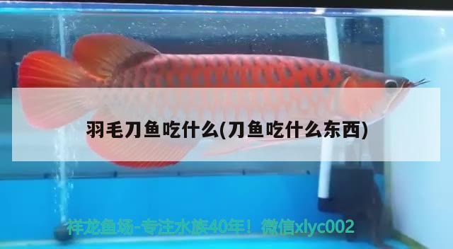 羽毛刀魚吃什么(刀魚吃什么東西) 觀賞魚