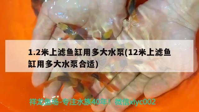 1.2米上濾魚缸用多大水泵(12米上濾魚缸用多大水泵合適)