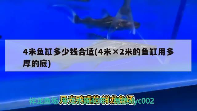 4米魚缸多少錢合適(4米×2米的魚缸用多厚的底) 奈及利亞紅圓點狗頭