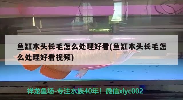 魚(yú)缸木頭長(zhǎng)毛怎么處理好看(魚(yú)缸木頭長(zhǎng)毛怎么處理好看視頻) 南美異型魚(yú)