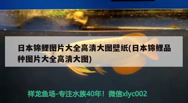 日本錦鯉圖片大全高清大圖壁紙(日本錦鯉品種圖片大全高清大圖) 觀賞魚