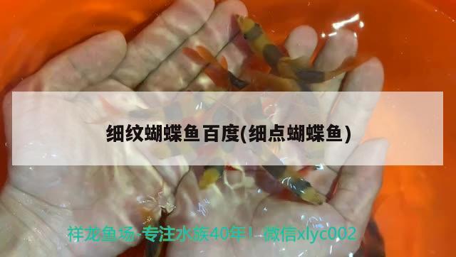 細(xì)紋蝴蝶魚百度(細(xì)點蝴蝶魚)