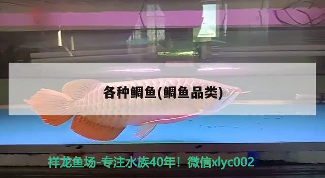 各種鯛魚(鯛魚品類) 觀賞魚 第3張