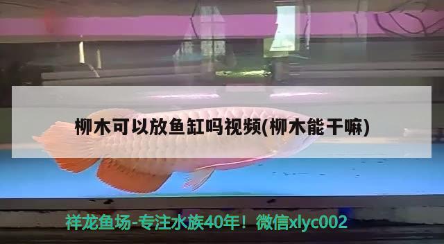 柳木可以放魚缸嗎視頻(柳木能干嘛)