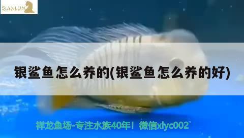 銀鯊魚怎么養(yǎng)的(銀鯊魚怎么養(yǎng)的好) 觀賞魚