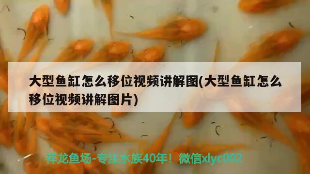 大型魚(yú)缸怎么移位視頻講解圖(大型魚(yú)缸怎么移位視頻講解圖片)