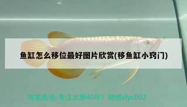 魚缸怎么移位最好圖片欣賞(移魚缸小竅門) 黃金斑馬魚