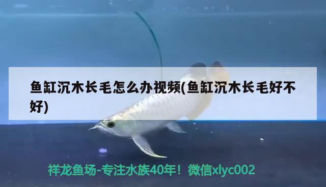 魚缸沉木長毛怎么辦視頻(魚缸沉木長毛好不好) 薩伊藍(lán)魚