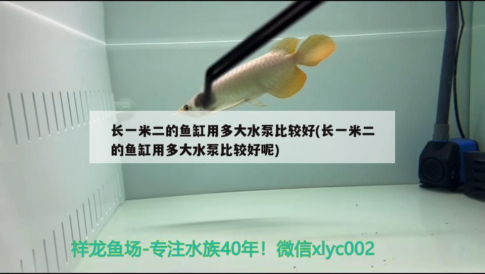 長一米二的魚缸用多大水泵比較好(長一米二的魚缸用多大水泵比較好呢)