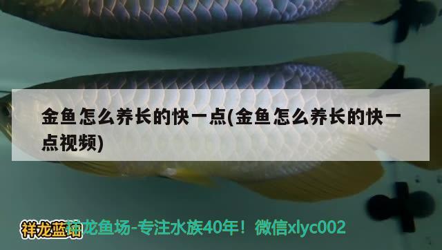 金魚怎么養(yǎng)長的快一點(金魚怎么養(yǎng)長的快一點視頻) 觀賞魚