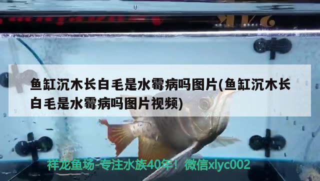 魚缸沉木長白毛是水霉病嗎圖片(魚缸沉木長白毛是水霉病嗎圖片視頻) 九鼎魚缸