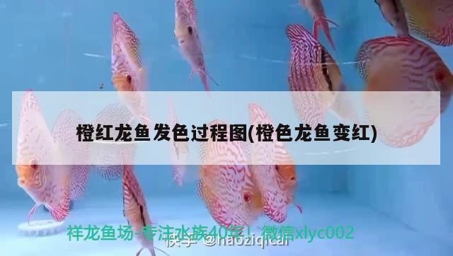 橙紅龍魚發(fā)色過程圖(橙色龍魚變紅)