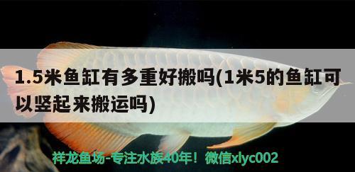 1.5米魚缸有多重好搬嗎(1米5的魚缸可以豎起來搬運嗎) 祥禾Super Red紅龍魚