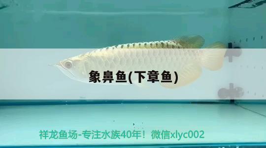 象鼻魚(下章魚)