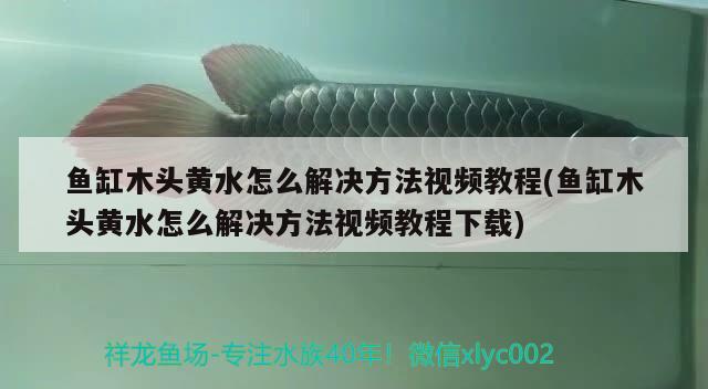 魚缸木頭黃水怎么解決方法視頻教程(魚缸木頭黃水怎么解決方法視頻教程下載) 白子球鯊魚