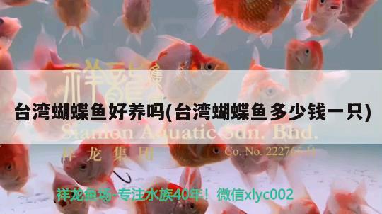 臺灣蝴蝶魚好養(yǎng)嗎(臺灣蝴蝶魚多少錢一只) 蝴蝶鯉