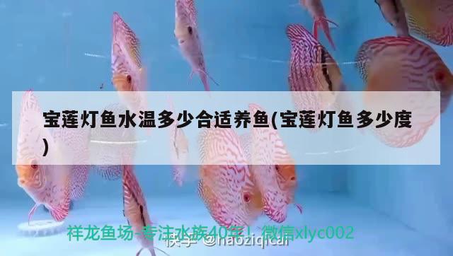 寶蓮燈魚水溫多少合適養(yǎng)魚(寶蓮燈魚多少度)